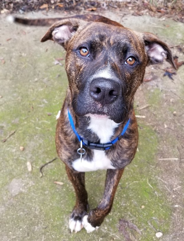 Sugar Ray Circle of Friends Animal Society