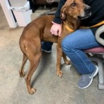 Adoptable (Official) Georgia Dogs for December 23, 2020