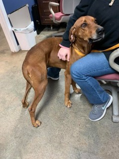 16107 Hound Murray County GA Animal Shelter