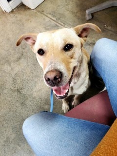 16115 Labrador Murray County GA Animal Shelter