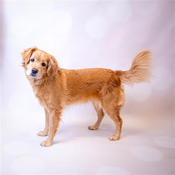 Addison Gwinnett Animal Shelter