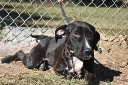 Angel Thomasville Thomas County GA Humane Society