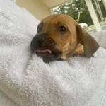 Adoptable (Official) Georgia Dogs for December 8, 2020
