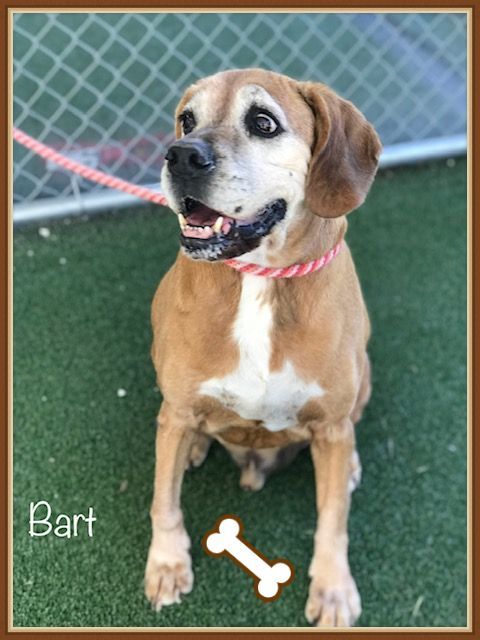 Bart Cobb County Animal Shelter