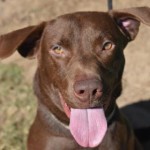 Adoptable (Official) Georgia Dogs for December 4, 2020