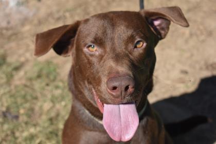 Bucky Thomasville Thomas County GA Humane Society