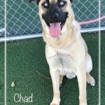 Adoptable (Official) Georgia Dogs for December 9, 2020