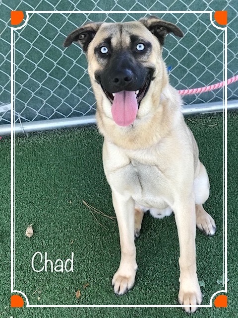 Chad Cobb County Animal Shelter
