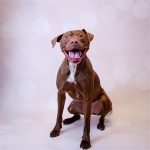 Adoptable (Official) Georgia Dogs for December 16, 2020