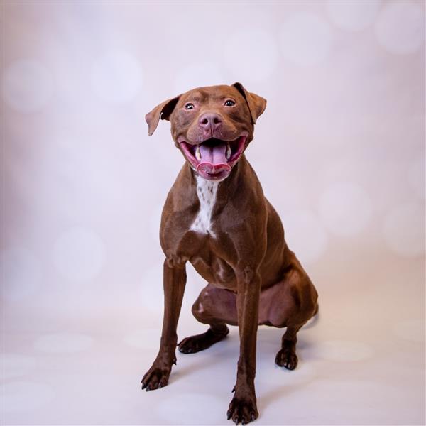 Cooper Gwinnett Animal Shelter