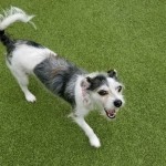 Adoptable (Official) Georgia Dogs for December 10, 2020