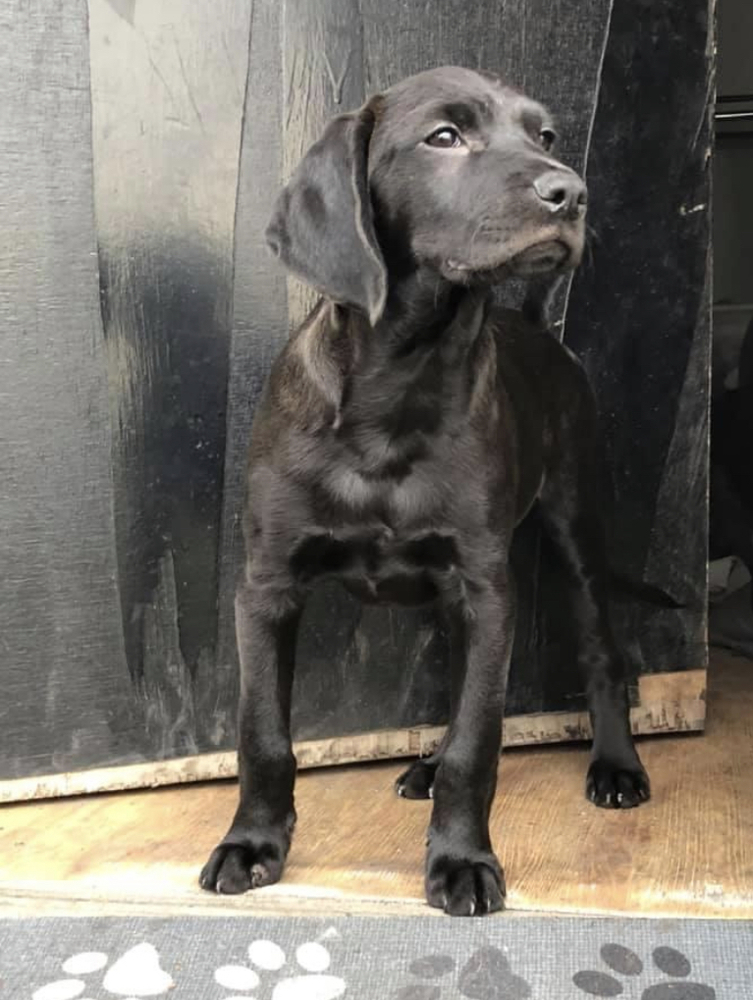 Donatello Renegade Paws Rescue