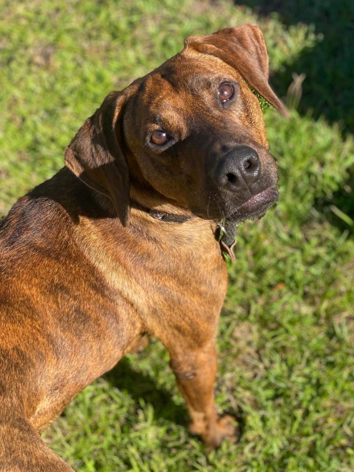 Goober Carpathia Paws Hinesville