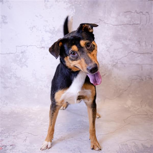 Hype Gwinnett Animal Shelter