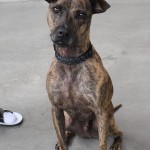 Adoptable (Official) Georgia Dogs for December 21, 2020