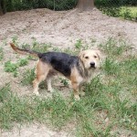 Adoptable (Official) Georgia Dogs for December 3, 2020