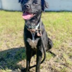 Adoptable (Official) Georgia Dogs for December 15, 2020