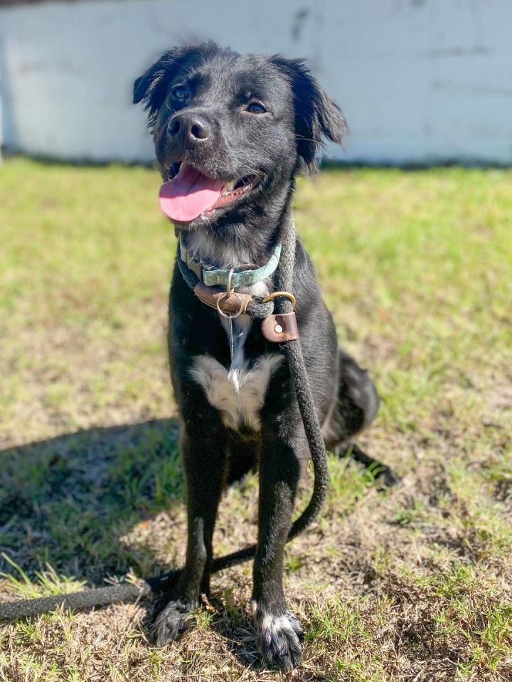 Juniper Rose Carpathia Paws Hinesville