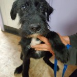 Adoptable (Official) Georgia Dogs for December 7, 2020