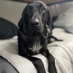 Adoptable (Official) Georgia Dogs for December 2, 2020