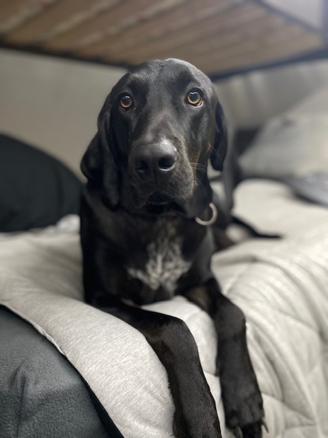 Odie Save A Life Rescue Savannah