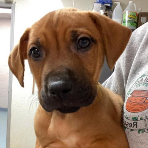Pepper Animal Ark Columbus GA