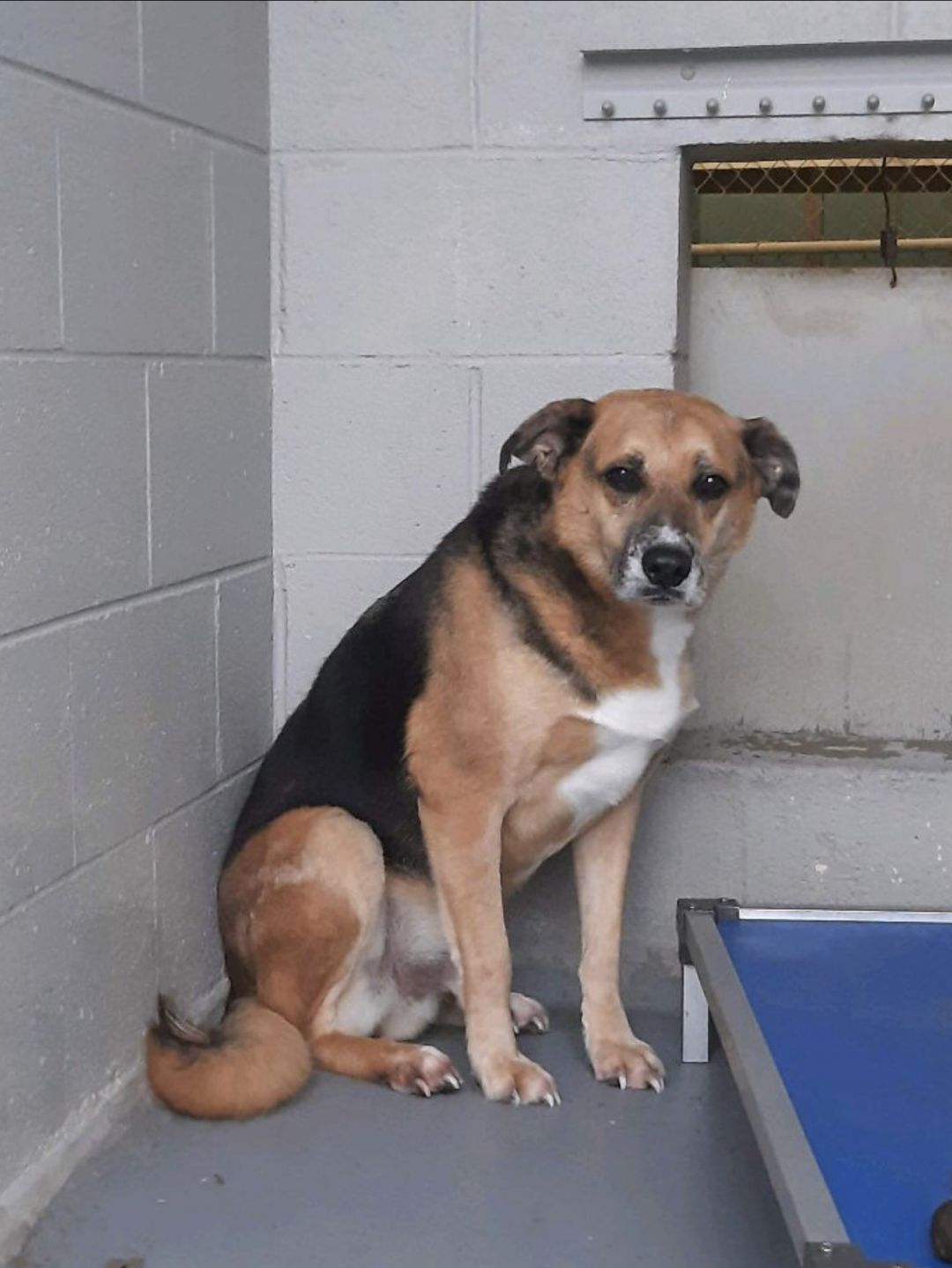 Ralphie Cocos Cupboard Rescue