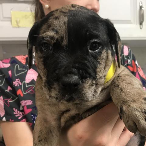 Rolly Animal Ark Columbus GA