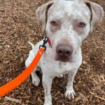 Adoptable (Official) Georgia Dogs for December 11, 2020