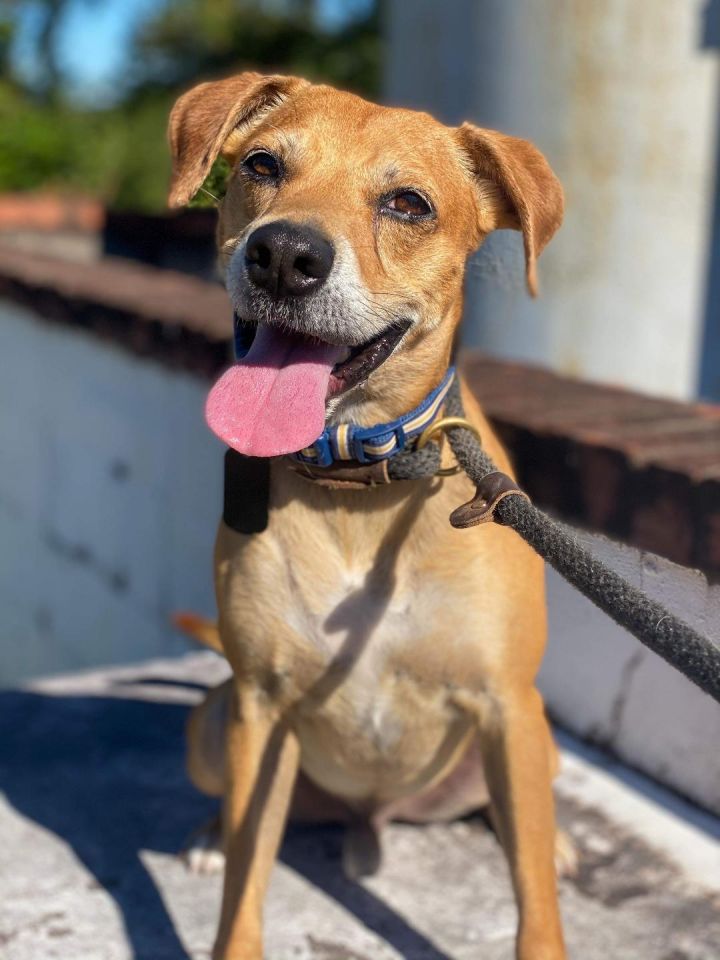 Simon Carpathia Paws Hinesville