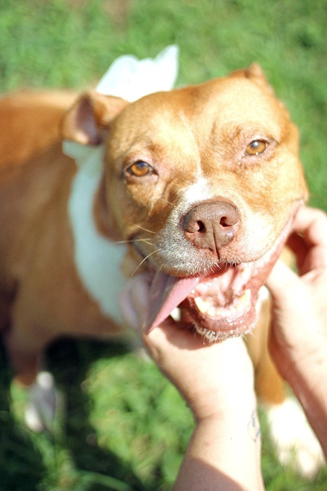 Sophie BARC Humane Valdosta