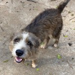 Adoptable (Official) Georgia Dogs for December 14, 2020