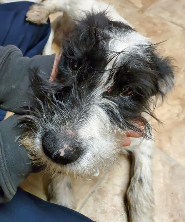 Tramp Coastal Pet Rescue Savannah