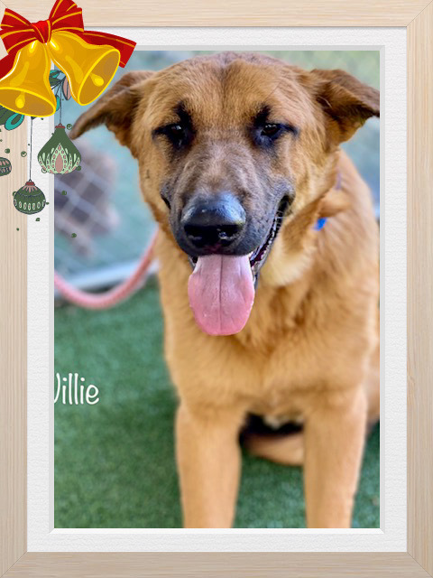Willie Cobb County Animal Shelter
