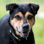 Adoptable (Official) Georgia Dogs for January 5, 2021