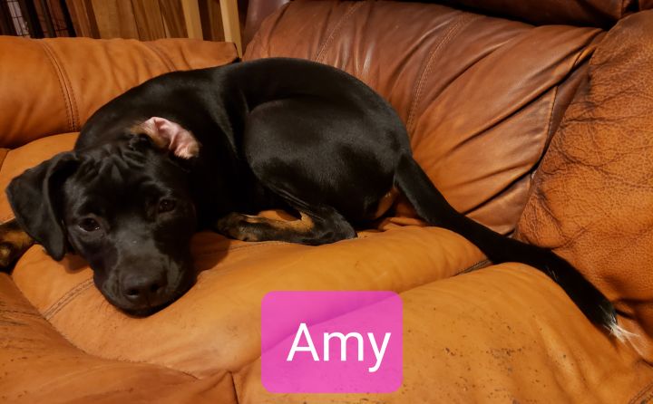 Amy Hooties Haven Animal Rescue