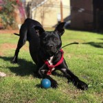 Adoptable (Official) Georgia Dogs for January 21, 2021