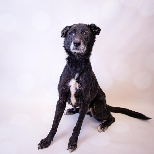 Bella Gwinnett County Animal Shelter