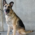 Adoptable (Official) Georgia Dogs for January 27, 2021
