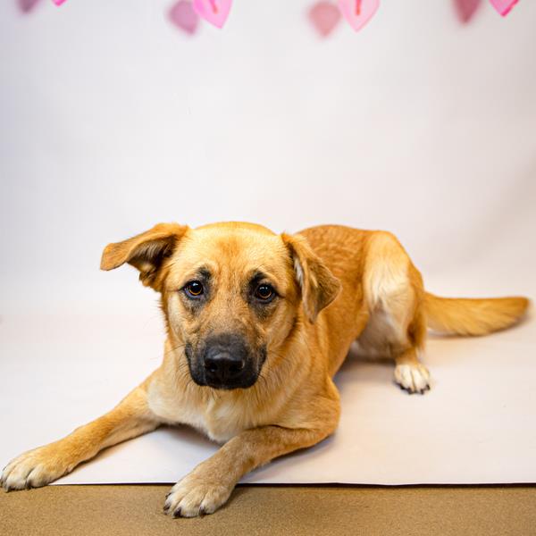 Belladonna Gwinnett County Animal Shelter