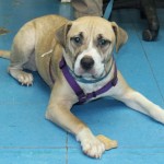 Adoptable (Official) Georgia Dogs for January 11, 2021