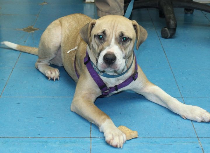 Benita Bainbridge Decatur County Humane Society