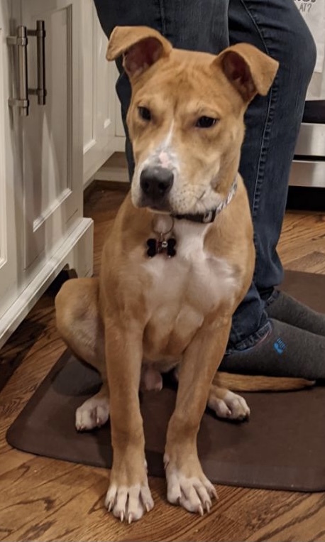 Bo Evelyns Place Rescue Gainesville GA