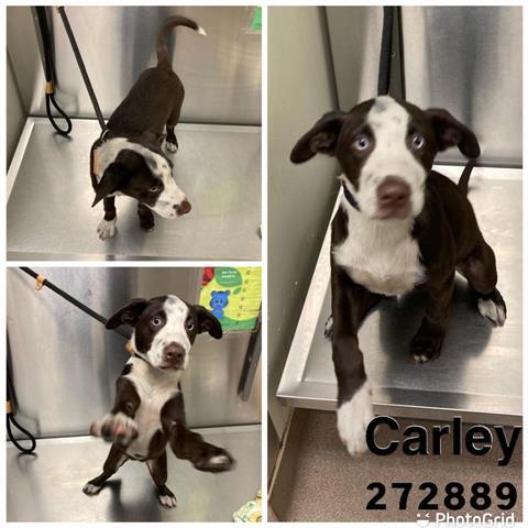 Carley Macon Bibb County Animal Welfare