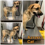 Adoptable (Official) Georgia Dogs for January 26, 2021