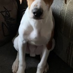 Adoptable (Official) Georgia Dogs for January 14, 2021