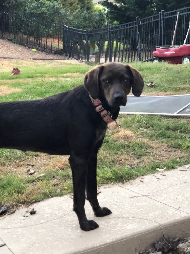 Coco Rottstars Rescue