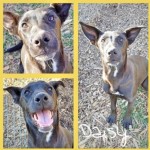 Adoptable (Official) Georgia Dogs for January 15, 2021
