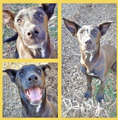 Daisy Charles Smithgall Humane