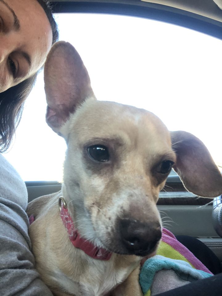 Droopy Hooties Haven Animal Rescue